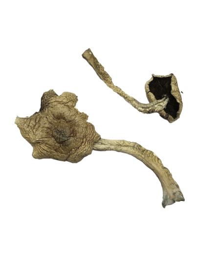 Bayou Magic Mushrooms